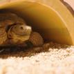 Norbert 