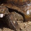 Wet Tortoise
